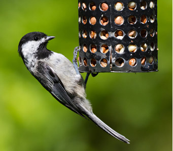 chickadee on birdfeeder