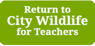 return to city wildlife