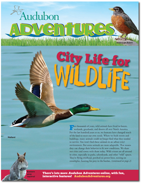City Life for Wildlife
