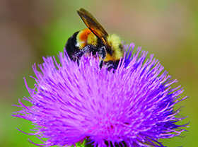 honey bee